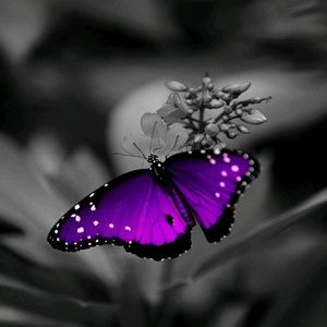 Meet your Posher, Yolanda